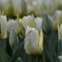 Белые тюльпаны :: Olcen - Ольга Лён