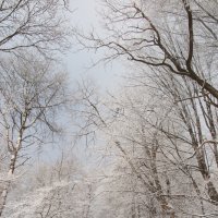зимний лес :: Вадим Бурмистров