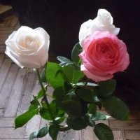 Розы и зимой... :: Татьяна Юрасова