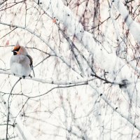 Свиристель :: Андрей Липов