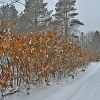 Стоят в сторонке :: Натали Пам