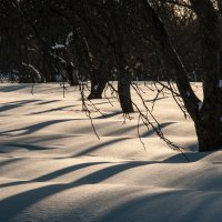 Волны в замерзшем саду :: Alexander Petrukhin 