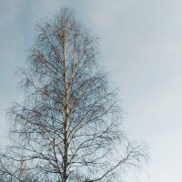 Tree :: Ирина 