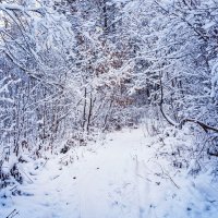 Сказка в зимнем лесу :: Андрей Гриничев