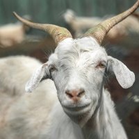 Фотогеничная коза :: Наталья Верхотурова