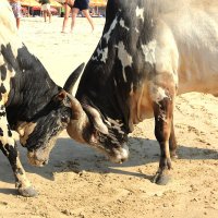 Бой быков на пляже Гоа :: Василий 