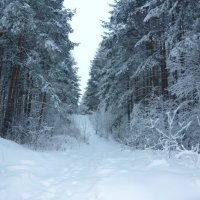 "Холмистая дорога в сосновом лесу" :: Оксана Волченкова