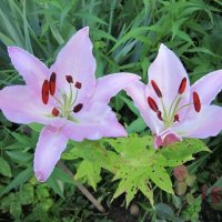 Две нежных лилии в саду :: Дмитрий Никитин