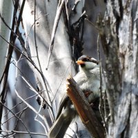 Strong-billed Honeyeater :: чудинова ольга 