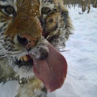 Тигриное настроение тигра Жорика :: Виктор Алеветдинов