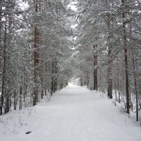 "Сосновый лес в снегу" :: Оксана Волченкова