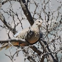 Pacific Dove :: чудинова ольга 