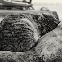 Спящий кот :: Вадим 