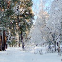 погуляем в  феврале... :: Галина Флора