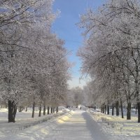 На аллее))) :: Владимир Звягин