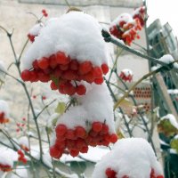 первый снег :: Вячеслав Афанасьев