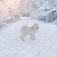 Счастливый в снегу :: Алена Царева