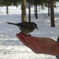 Центральный парк культуры и отдыха им. Горького :: Наиля 