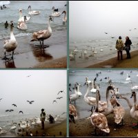 Море, птицы, туман... :: Нина Бутко