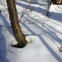 С первым лучиком сквозь снег пробивается трава. :: Елена Павлова (Смолова)