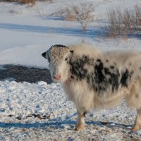 Самка яка :: Анатолий Иргл