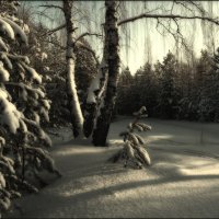 в лесу :: Виктор Сосунов