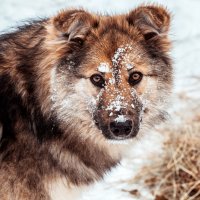 Снежный пёс. :: Алексей Хаустов