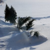 Можжевельник :: Олег Афанасьевич Сергеев