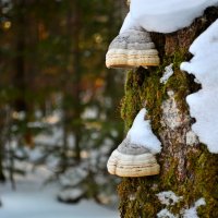 Подсугробники :: Владимир Куликов