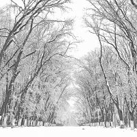В зимнем лесу :: Сергей Форос