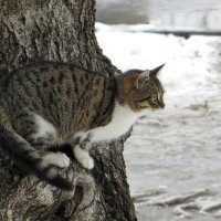 Кошка, увидев собаку, забралась на дерево, а собака равнодушно посмотрела на кошку и убежала... :: Татьяна Смоляниченко