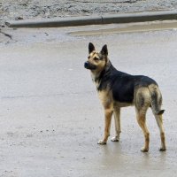 Эта собачка живёт во дворе многоэтажки, доверчивая, безобидная и благодарна любому вниманию... :: Татьяна Смоляниченко