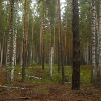 лес :: Александр Попков