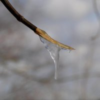 Ледяной сок. :: Ирина Лебедева