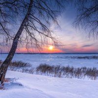 Березы и заходящее солнце на краю зимнего леса :: Сергей Добрыднев