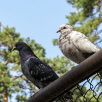 На воле зоопарка... :: Виктор Соколов