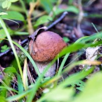 Mashroom in forest :: Sergey Sergaj