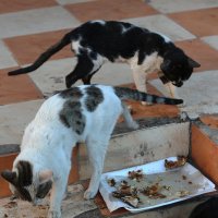 Мир не без людей, или Египетские рыночные кошки :: Ирина Сивовол