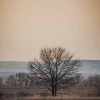 одинокое дерево :: Алина Гриб