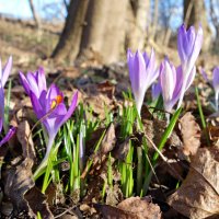"Наступает весна… Вновь обычность ее необычна,..." :: Galina Dzubina