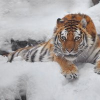 Амурский тигр. :: Виктор Шпаков