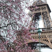 Весна идет, весне дорогу! :: Фотограф в Париже, Франции Наталья Ильина