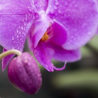 орхидея :: Виктория Комарова