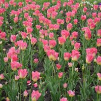 Тюльпаны - улыбка весны :: Сергей Тарабара