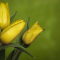 Желтые тюльпаны... :: Лариса Н