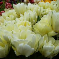 Белые тюльпаны - жизни возрожденье или воплощенье нежной чистоты..... :: Galina Leskova