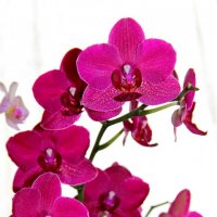 Орхидея :: yav 110455