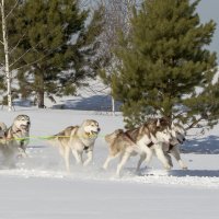 Вперёд,к победе! :: Татьяна Титова