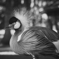 Grey crowned crane/Венценосный журавль :: Pavel Nazarenko