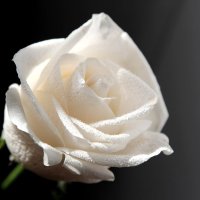 Белая роза :: Ирина 